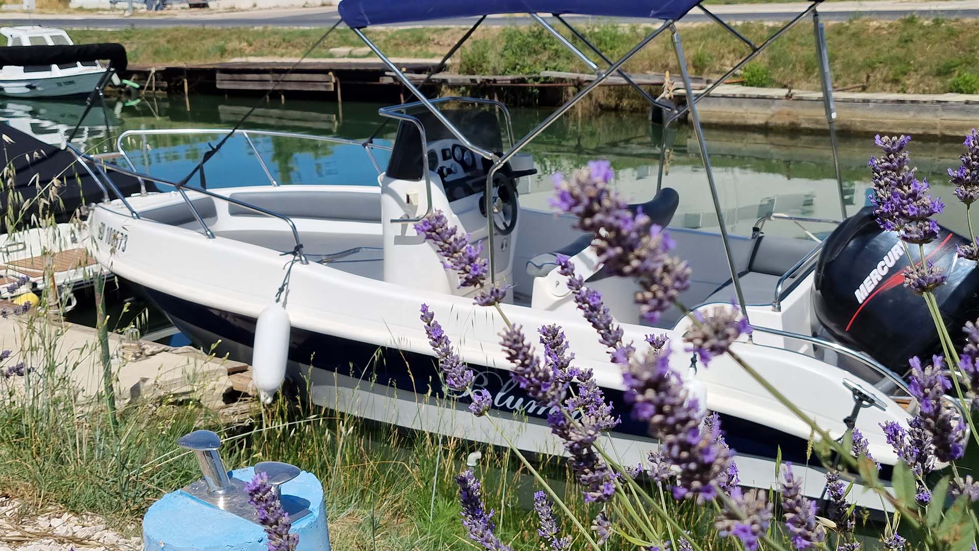 Blumax 550 Open Lavender Blumax 550 Open Lavendel